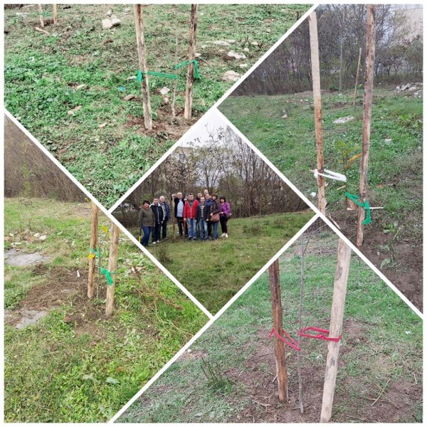 Близо 700 нови дръвчета засадиха край Карлово, има и много от ядливия кестен
