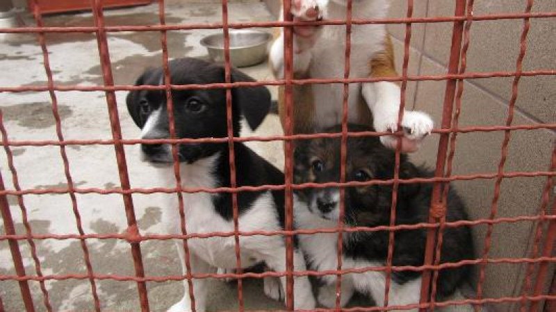 Кампания в Пловдив кани да осиновим кученце за Коледа