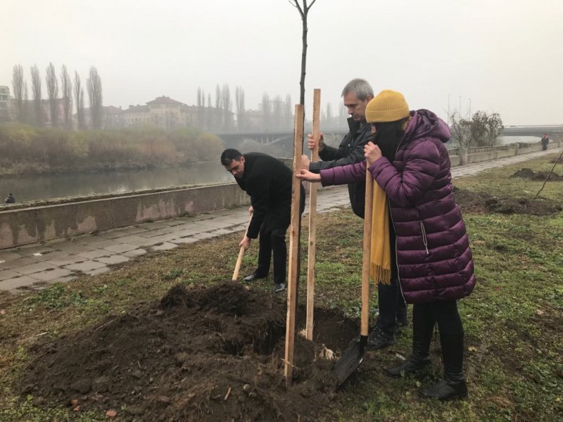 28 чинара заместиха старите тополи в Пловдив