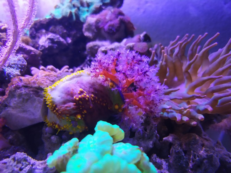 Нов аквариум с 36 вида корали очаква посетителите в Природонаучния музей в Пловдив