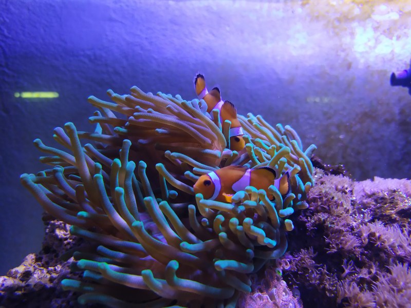 36 вида корали показват в нов аквариум в Природонаучния музей в Пловдив