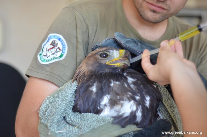 Природонаучният музей с безплатна лекция как да помагаме на ранените диви птици и животни в беда