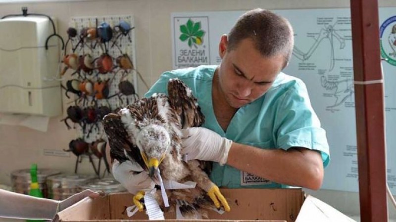Безплатна лекция в Природонаучния музей в Пловдив разказва за ранените диви птици