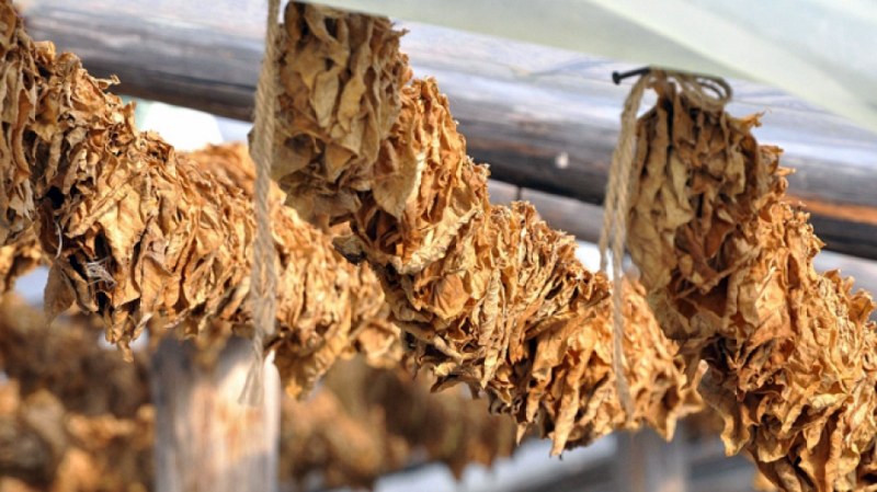Производителите на тютюн получават близо 76 млн. до края на февруари