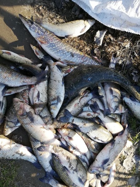 Взимат проби от река Марица, за да установят от какво е умряла рибата край Стамболийски