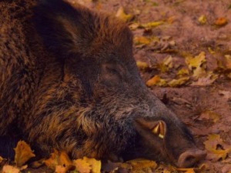 Ловци отстреляха глиган в Родопите, оказа се заразен с чума