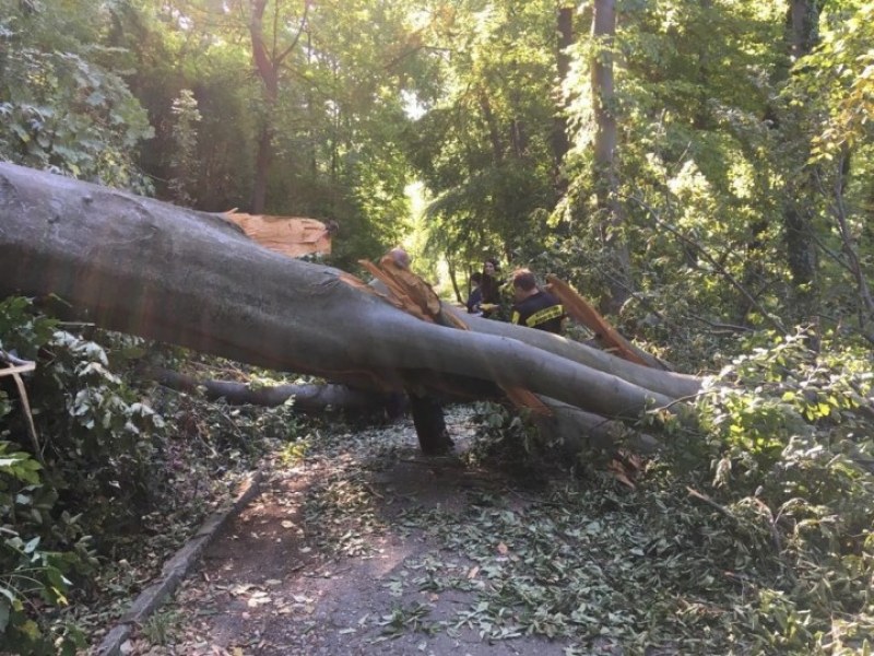 11-годишно дете се бори за живота си, дърво падна и го премаза край Хисаря