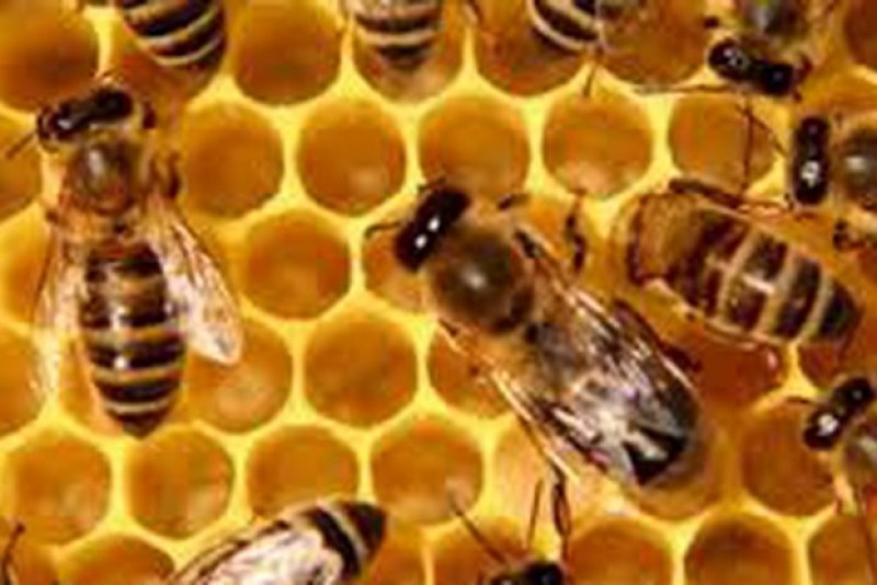 Пчеларите кандидатстват за подпомагане по мерки А, Б и Е, ето сроковете