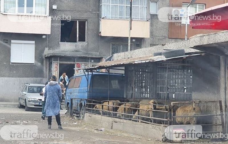 Столипиновски гледки: Заградиха кошара с овце и телета в махалата