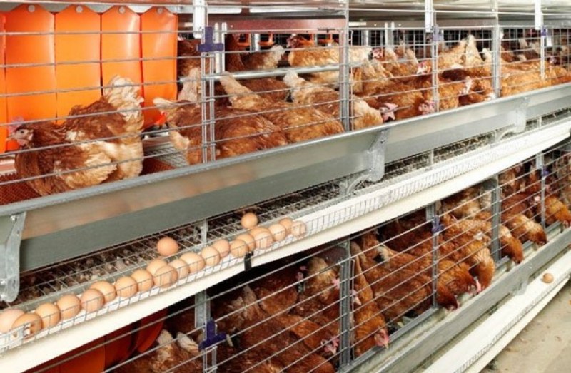 Огнища с инфлуенца откриха в Брезовско и “Марица“, хиляди патици и кокошки са обречени