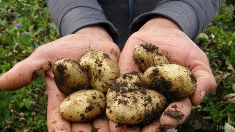 Подпомагат с 1,8 млн. лв. производителите на картофи за борба с вредителите