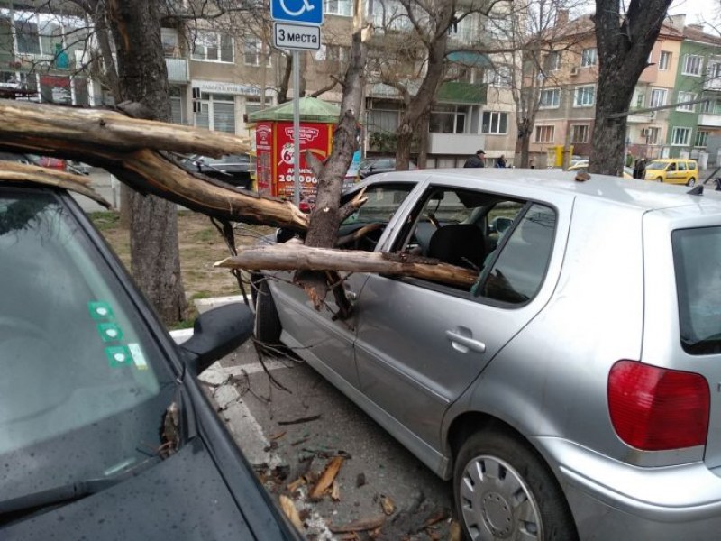 Дърво падна и потроши три коли в Асеновград