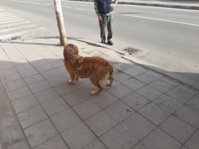 Нова акция за улов на бездомни кучета в Асеновград, ще има още две до края на март