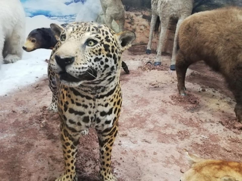 Природонаучният музей в Пловдив затвори, но ви кани на виртуална разходка!