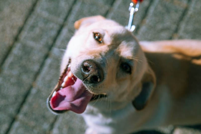 Има ли интерес към осиновяване на кучета в Пловдив по време на коронавируса?