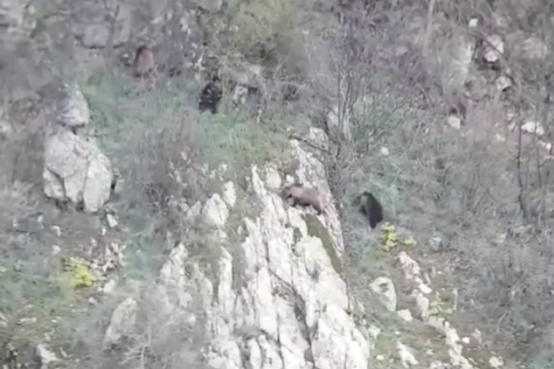 Шефът на Горското за мечките край Карлово: При среща с подобен звяр не трябва да се бяга