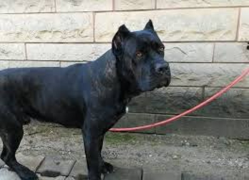 Голямо черно куче се лута из улиците на Кючука от седмица