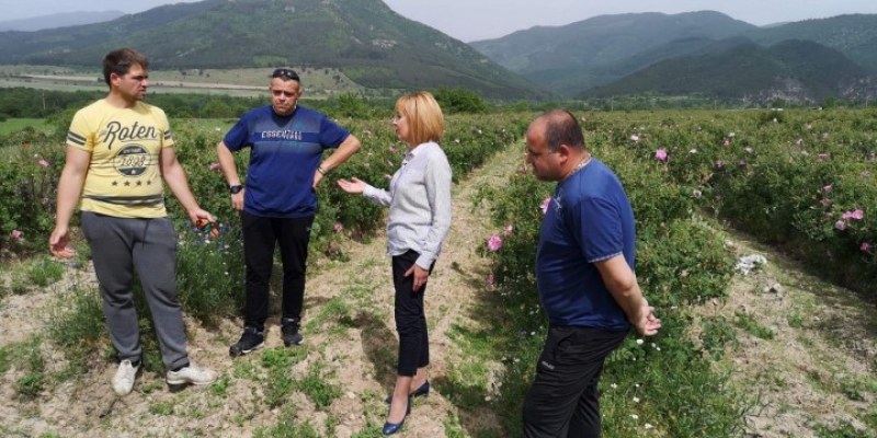 Мая Манолова се срещна с розопроизводители в Карловско