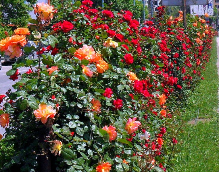 Хиляди рози разцъфтяха по пловдивските булеварди