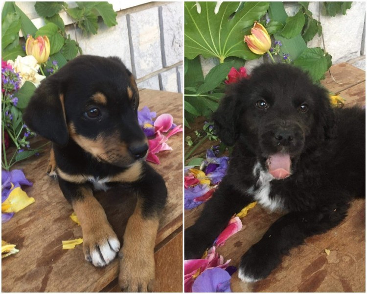 Две прекрасни малки кученца в Перущица търсят дом и стопани