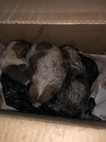 Новородени кученца изхвърлени край реката в Карлово