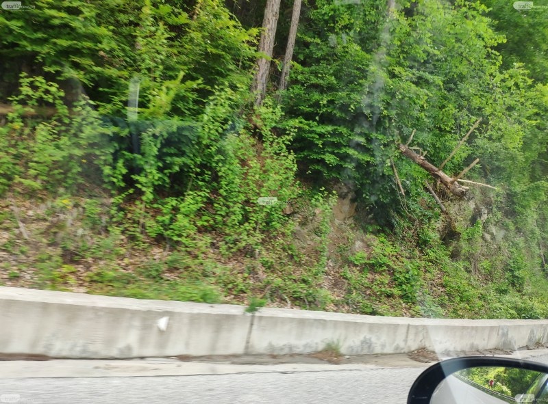 Тир на косъм от катастрофа заради паднало дърво на пътя за Пампорово