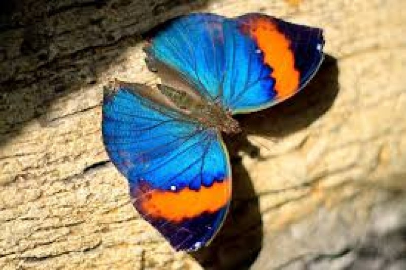 След 3 месеца пауза: Зала „Тропик“ с живи пеперуди отново посреща посетители