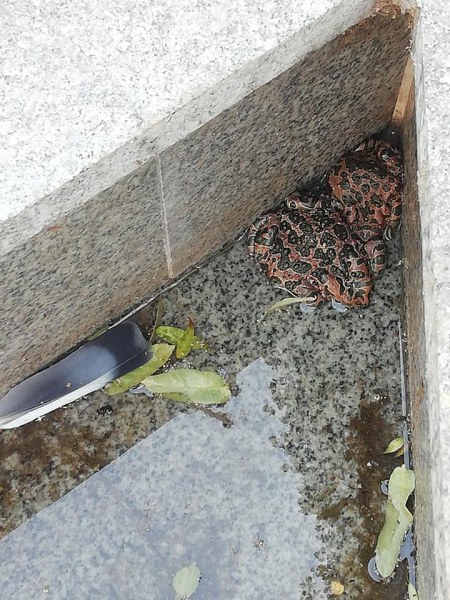 В центъра на Пловдив: Огромни жаби в блато, което трябваше да е фонтан