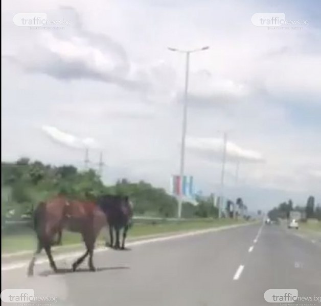 Опасно! Коне се разхождат свободно на АМ „Тракия” на входа на Пловдив