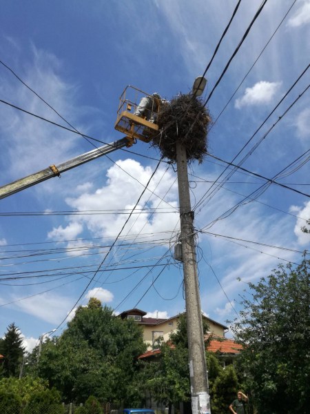 Спасиха бедстващи щъркели в Пловдив, за две от птиците се оказа късно