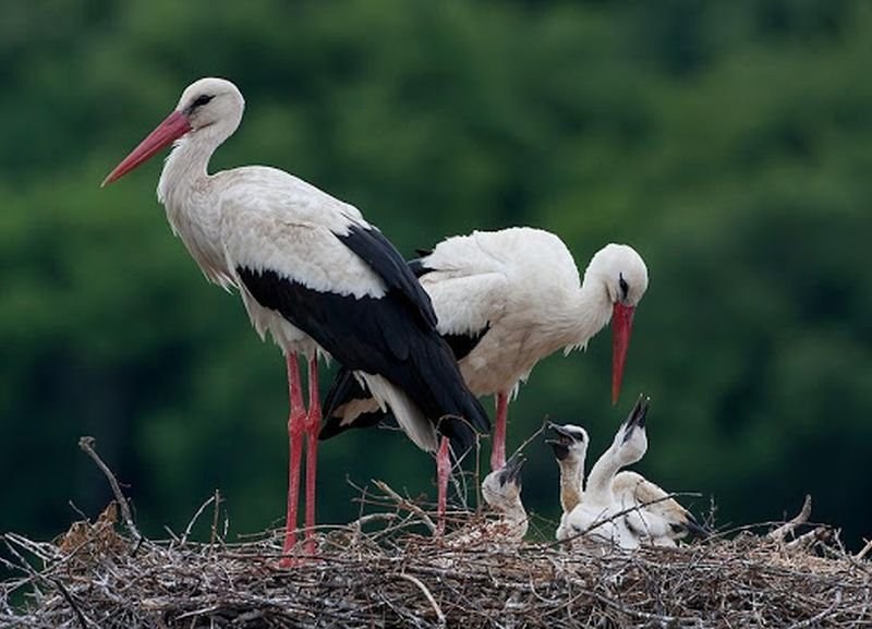 19 бедстващи птици спасени в Пловдивско, 150 обекта проверени, в Карлово най-много събрани глоби
