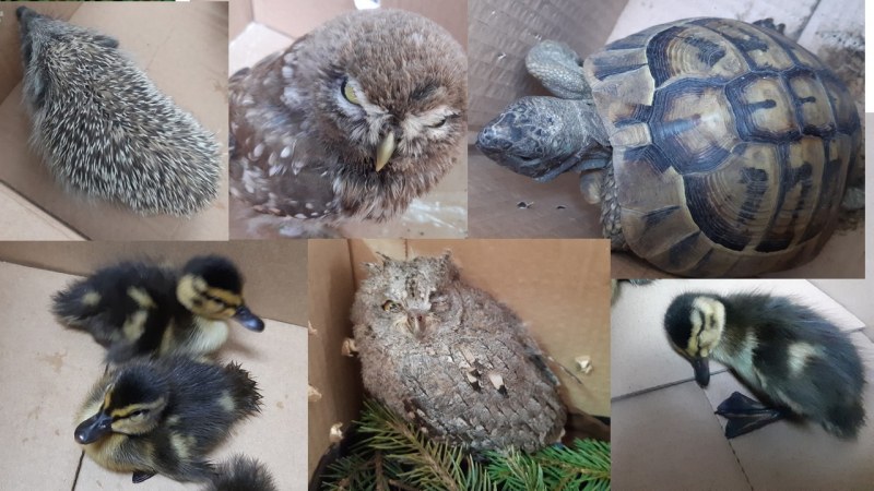 Бедстващи животни и птици спасиха в Пловдив, Марково и край Асеновград