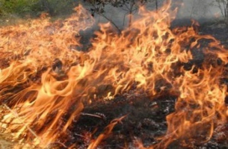 Пожар пламна край родопското село Златитрап