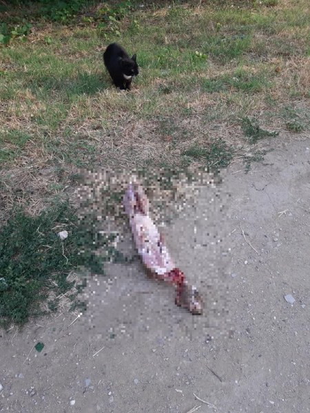 Жестоко убийство на коте в Пловдив - обезглавено и одрано!