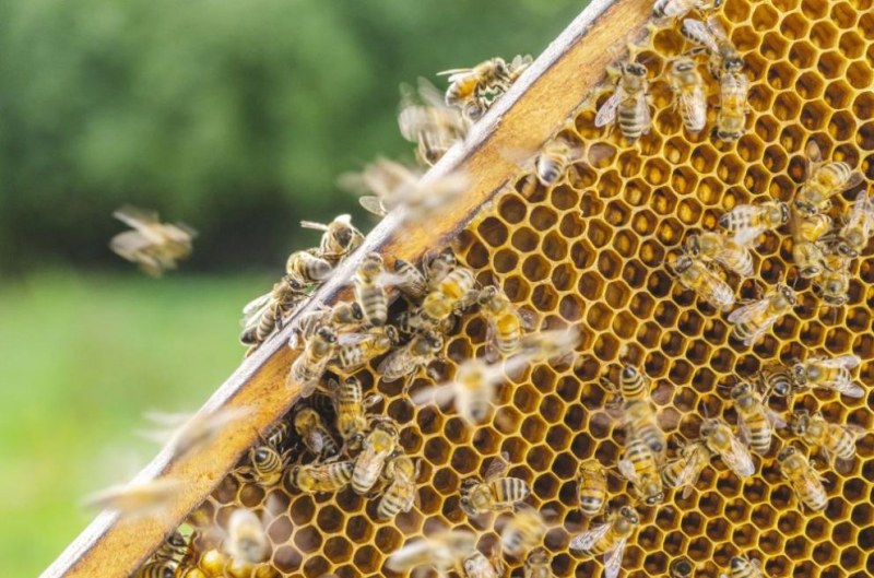 Изплащат финансовата подкрепа на пчеларите по националната програма