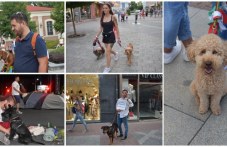 na-protest-domashniia-lyubimets-galeriya-627.jpg