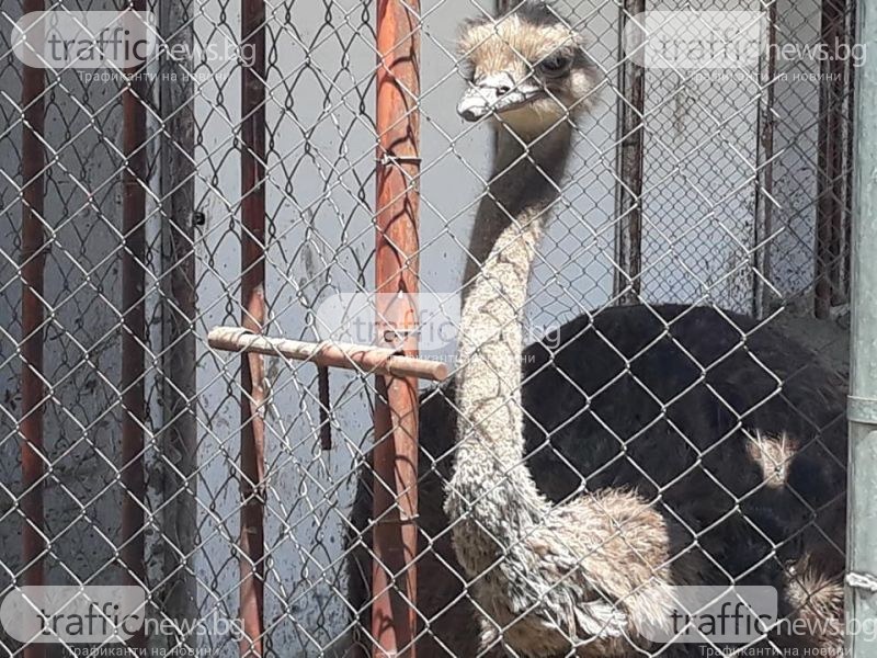 Крем-карамел с щраусови яйца на час път от Пловдив