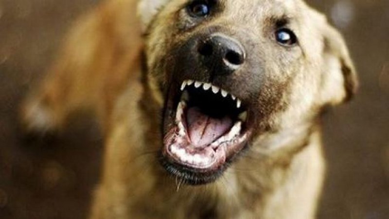 Бездомно куче ухапа жена в Карлово