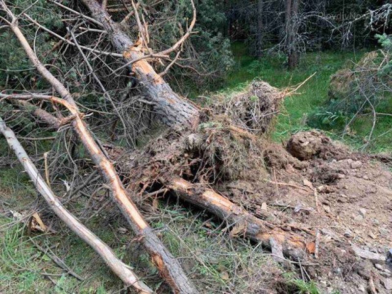 Спаси гората! Безплатно мобилно приложение приема сигнали за незаконна сеч