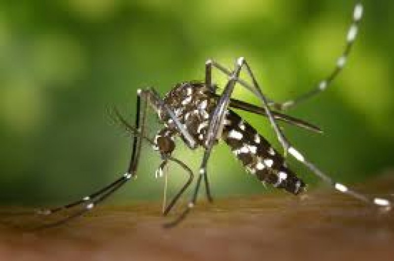 Поредно пръскане срещу комари в Сопот, ето кога