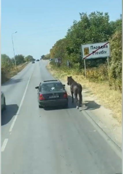 Опасно и жестоко! Кон препуска, вързан за кола