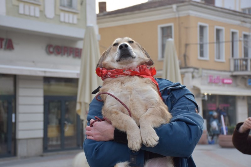 Важно за собствениците на кучета и котки от Пловдив