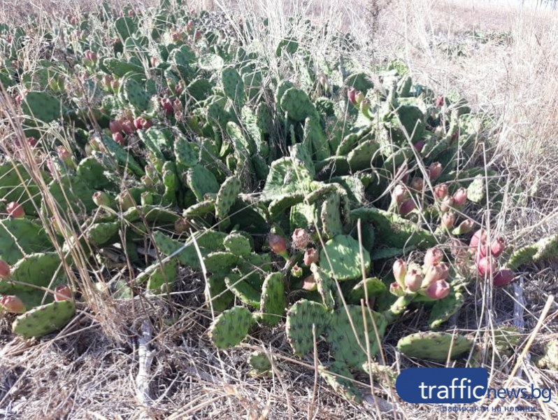 Мексикански кактуси красят село на час път от Пловдив