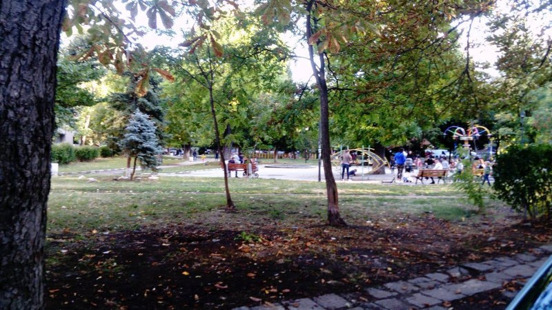 Чудесна инициатива в Асеновград! Ентусиасти засаждат дръвчета