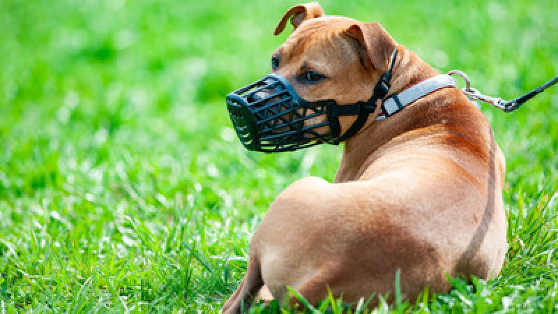 Строги изисквания към собствениците на кучета в Брезовско