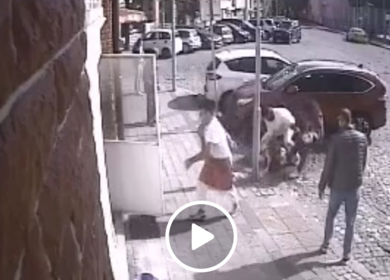 Кървава свада в Пловдив: Питбул се хвърли на коте, мъж се бори за живота му