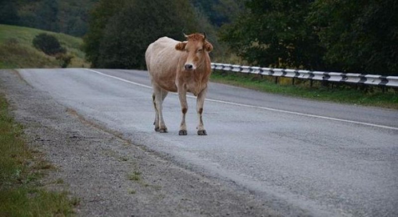 Крава, оставена без надзор, предизвика катастрофа в Карловско, пастирът оспори наказанието