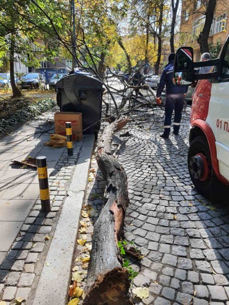 Пловдивчанин се размина на косъм с удар от падащо дърво в центъра на Пловдив