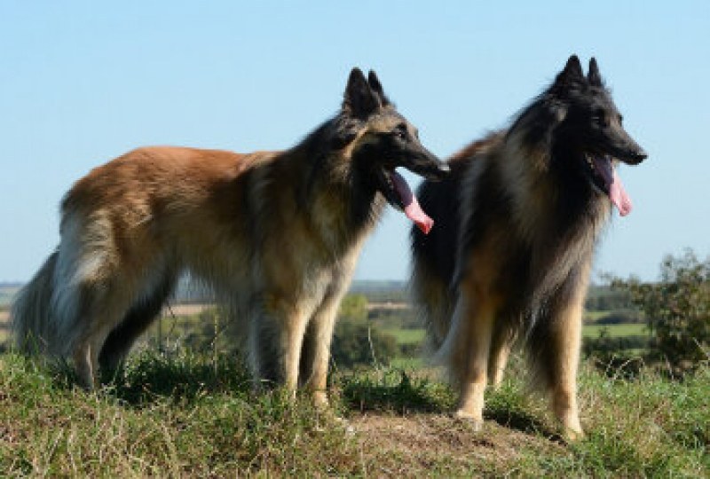 Кучетата край Асеновград били в частен имот, не са нападали жената и били само 3
