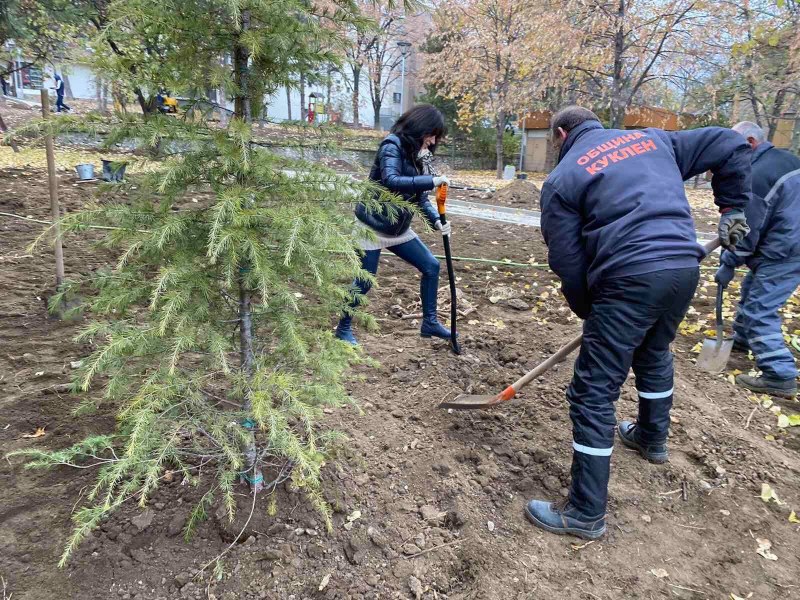 Стотици нови дръвчета пуснаха корени в централния парк на Куклен